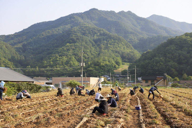 보도 2) 일손 돕기(1)