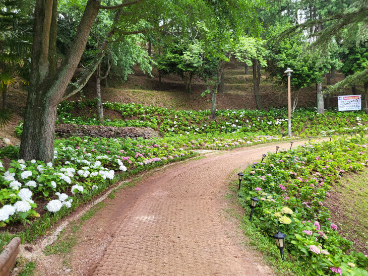 망산공원  명품 수국정원 탄생