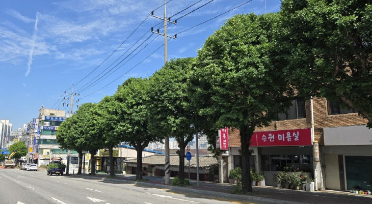 8. 처인구 가로수 정비 모습