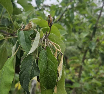 과수화상병