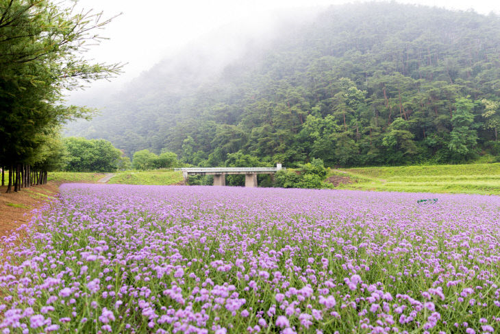 보도 1) 버베나 꽃밭(1)
