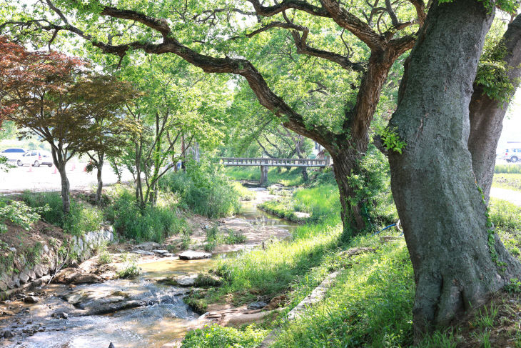 고창 삼태마을 숲(왕버들1)
