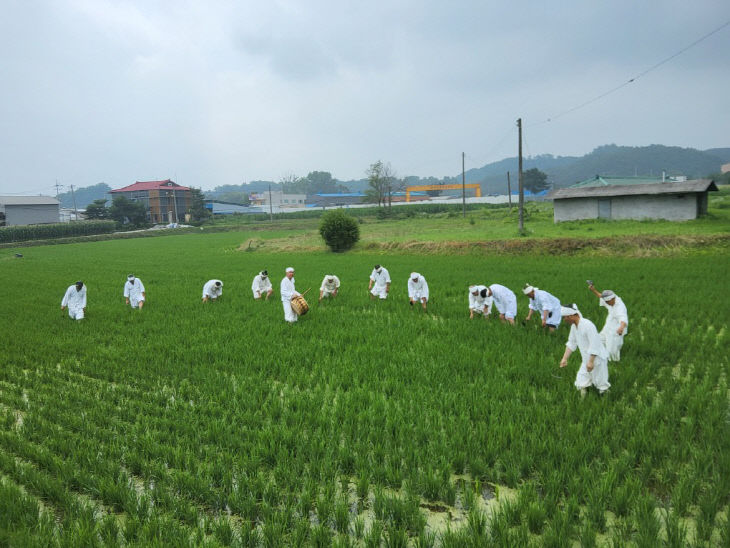 250701 충주시 마수리 농요재현행사 열려(아이김매기 노래)3