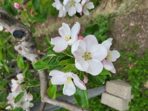 사본 -(사진3)사과꽃