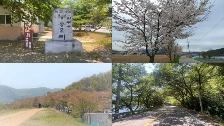 벚꽃 십리길