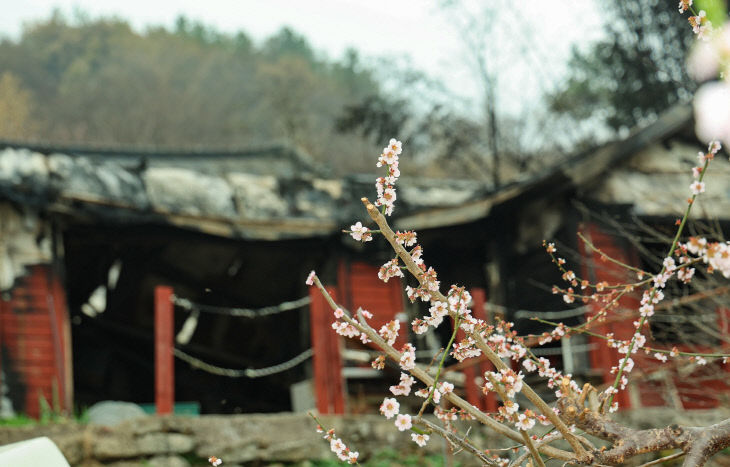 희망 꽃