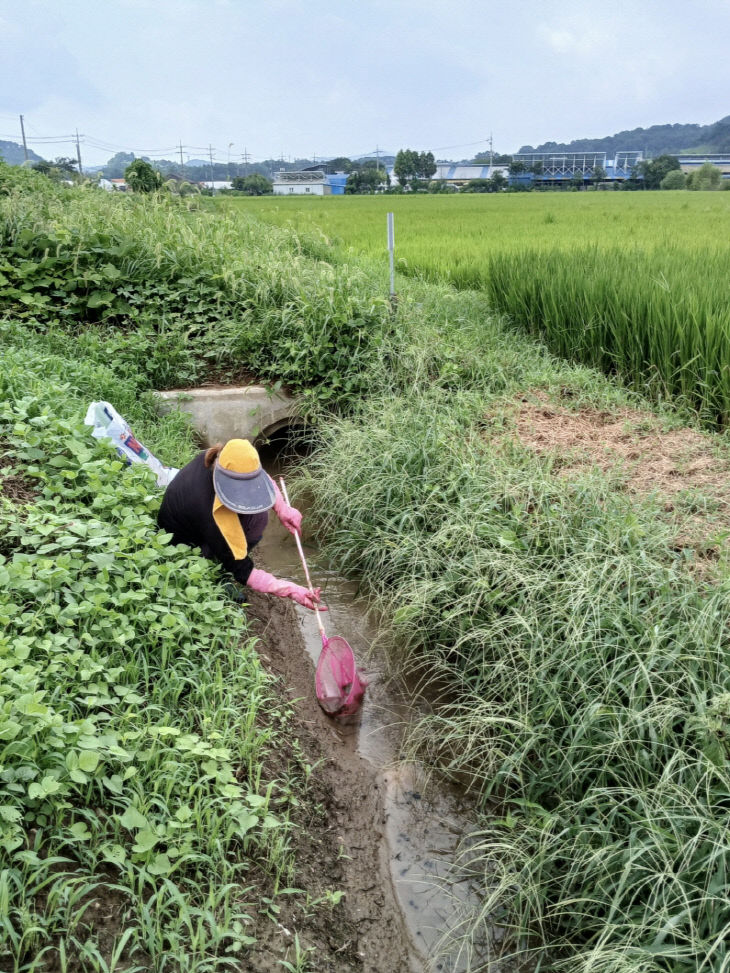 우렁이 수거 사진