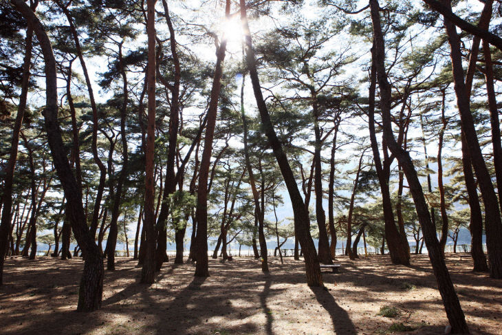 1.하동송림