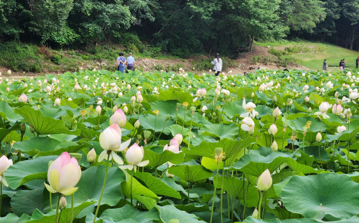 7.10.보은군 속리산 연꽃단지,