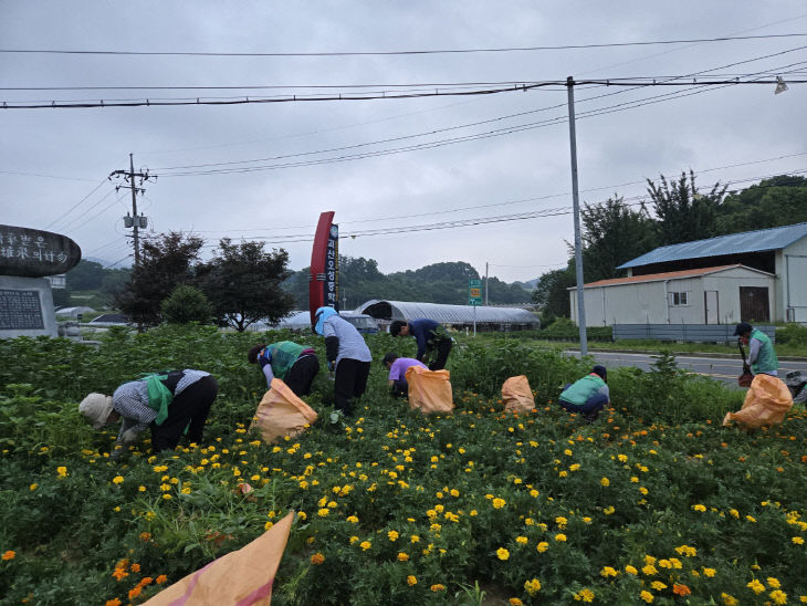 감물면 새마을회, 신기삼거리 꽃밭 제초작업