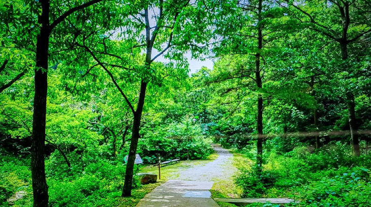 예산 참나무 숲
