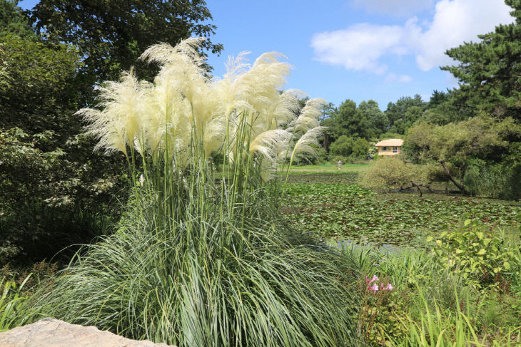 4. 20일 천리포수목원에서 만개한 팜파스그라스의 모습.