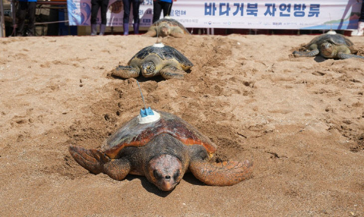 위성추적기를 부착하고 바다로 방류되는 바다거북