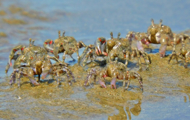 서천 송석갯벌에서 발견된 해양생물보호종 발콩게 무리