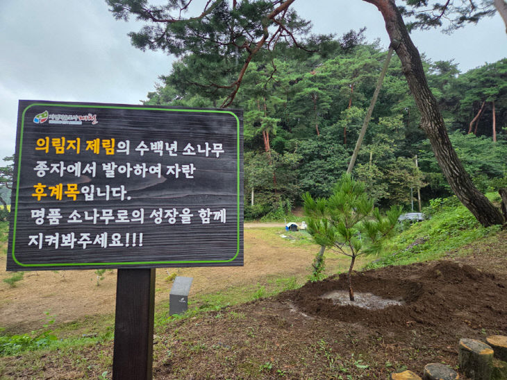 후계목 이식3