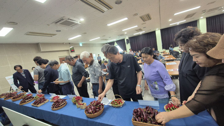 고창 고추 품종평가회3