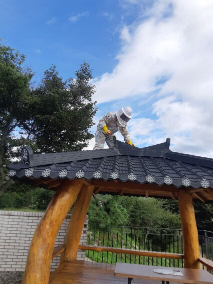 벌집제거 장면(금산소방서 사진제공)
