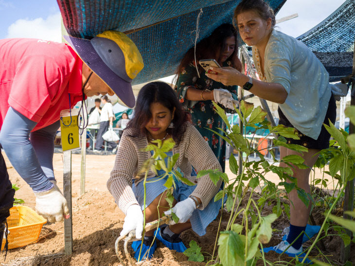 외국인 인삼캐기 체험