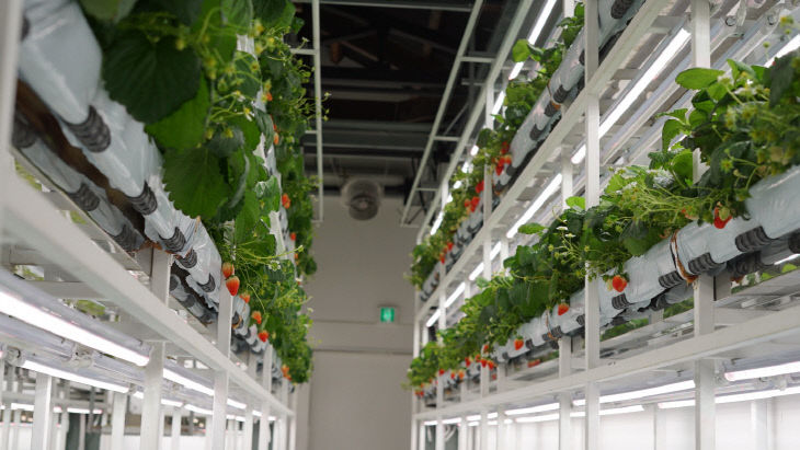 딸기 스마트팜 재배