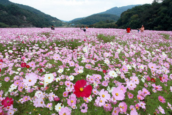 정읍의 가을(구절초정원)