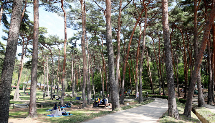 2. 추석 연휴 태안 볼거리 5(안면도 자연휴양림)