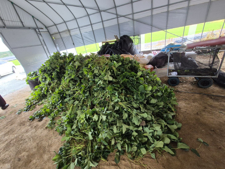 발생한 딸기 부산물