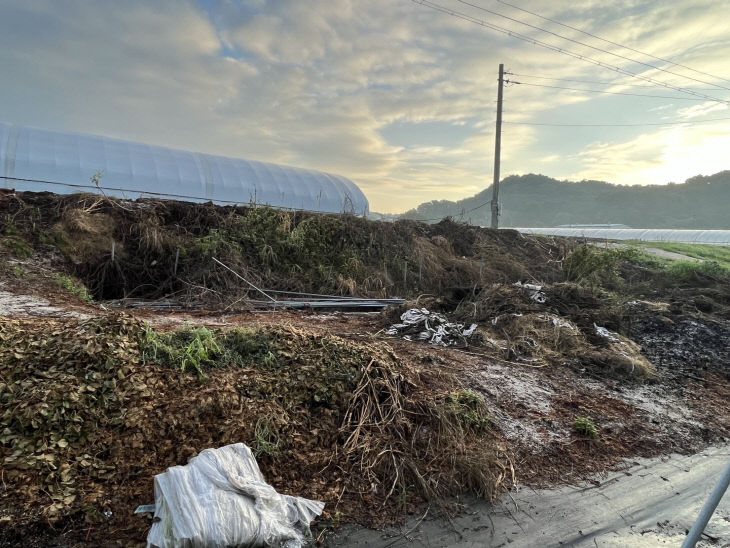 방치 및 소각처리된 딸기 부산물