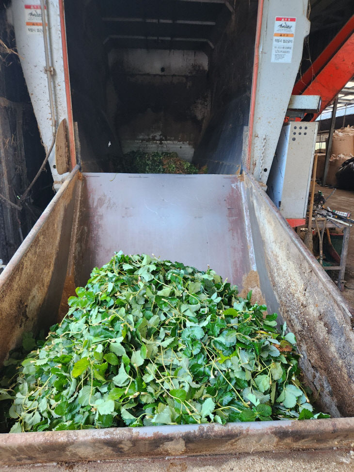 수거된 딸기 부산물