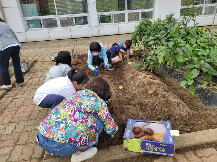 예산 신양초, 땅 속 보물찾기! 고구마 캐며 땀과 기쁨 나눠(1)