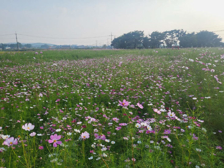 관광과(봉선 홍경사지에 조성된 코스코스 꽃밭) (1)