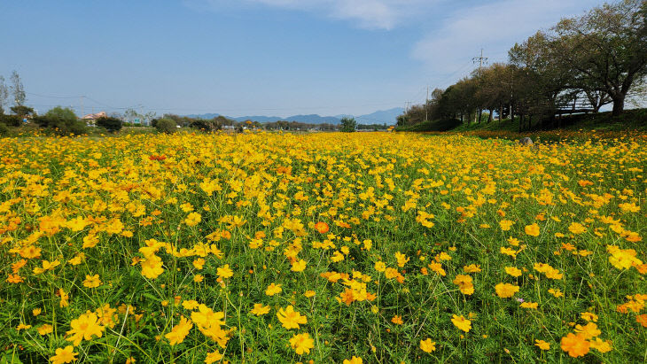 백곡천 코스모스밭 사진1  (1)