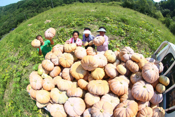 늙은호박(자료사진)