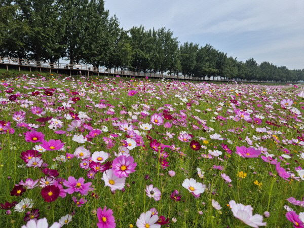 2. 아산시 곡교천, 백일홍·코스모스 등 가을꽃 만개 (2)