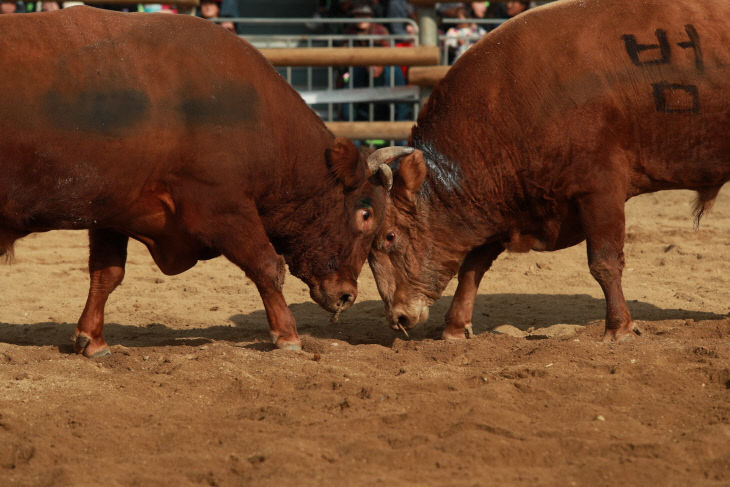 10.13.보은대추축제와