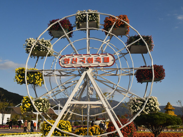 2025 양산 국화축제1
