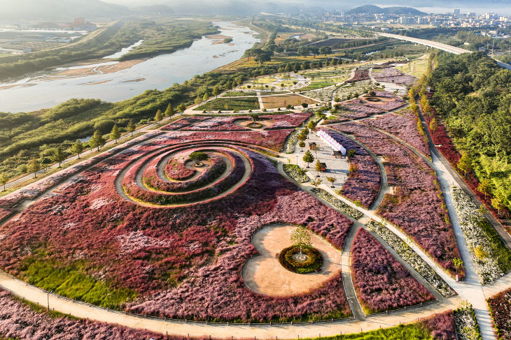 핑크뮬리 (3)