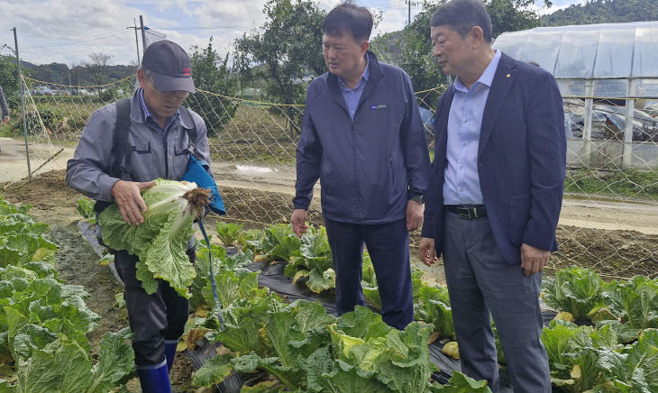 사진)1017 충북농협, 김장철 대비 가을배추 현장 점검