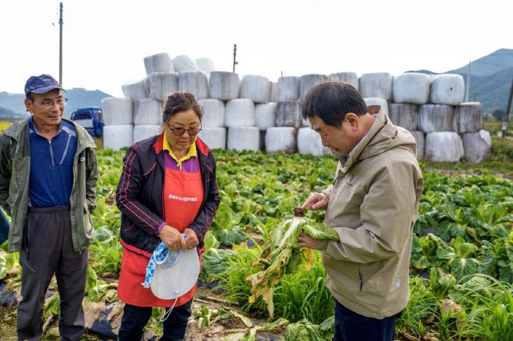 배추 피해 상황 살펴보는 이재영 군수)