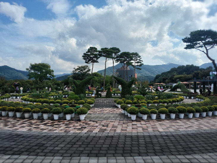 거창창포원 작년 국화사진