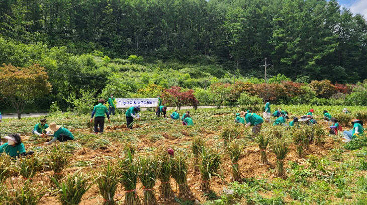 보도 2) 서울 새마을부녀회 일손돕기