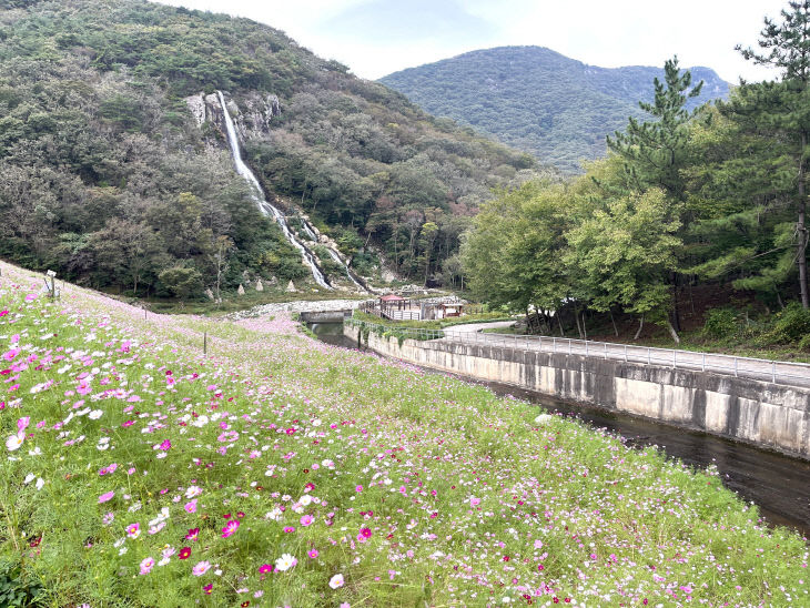 선운산 코스모스 장관 (1)