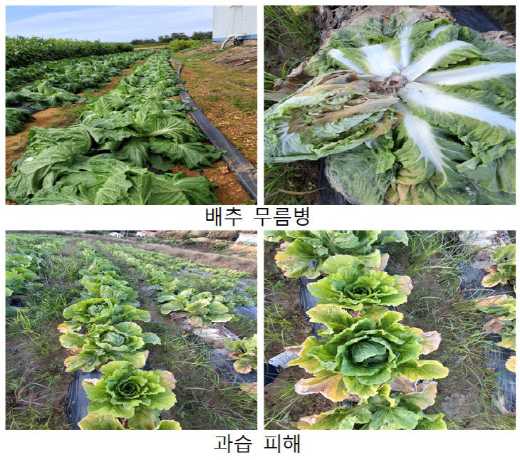 무름병 피해를 입은 가을배추 모습