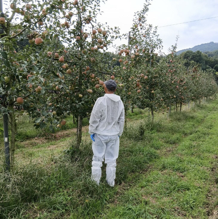 3.사과원 화상병 예찰 모습