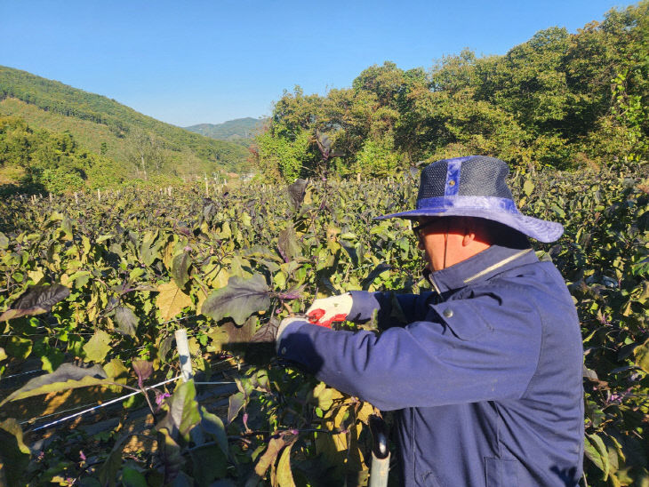 군북면행정복지센터 농촌 일손돕기