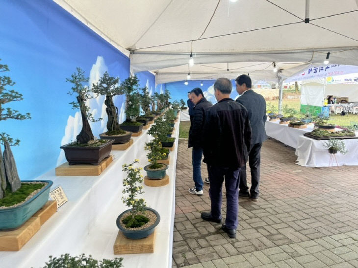 2024년 국화분재전시회 사진.(음성군 제공)