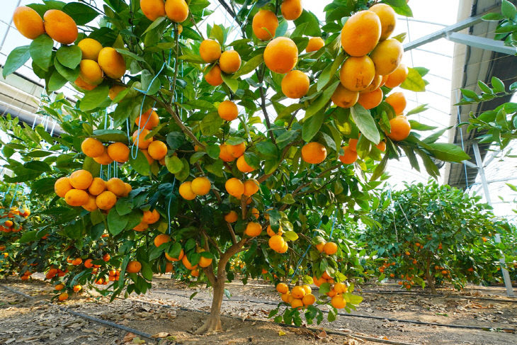 광주시, ‘팔당愛감귤’ 수확 체험 본격 시작 (2)