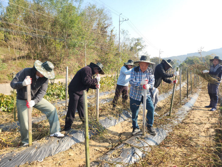 5_음성군 홍보실, 가을철 농촌 일손돕기 실시(
