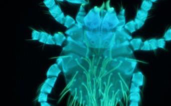 청주시 “가을 단풍 속 위협, 털진드기 조심하세요”