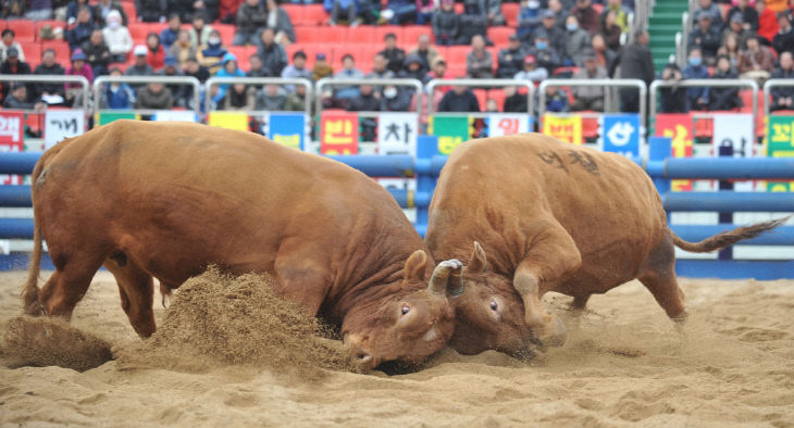 소싸움대회 개최
