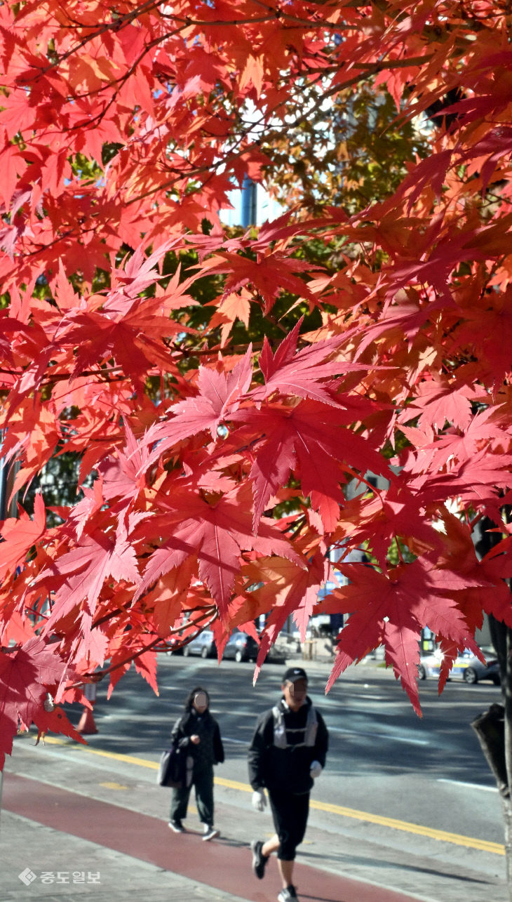 20251103-도심 속 단풍